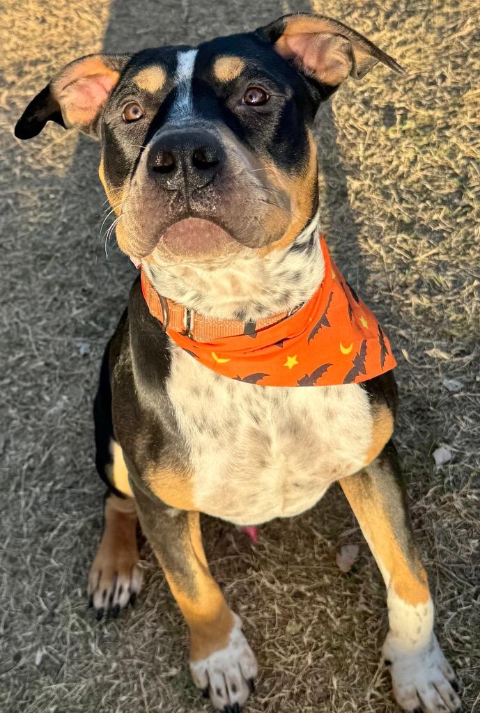 Enlarge Ranger, a Adoptable Pit Bull Terrier in Great Bend, KS image 3/4