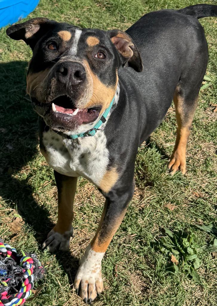 Enlarge Ranger, a Adoptable Pit Bull Terrier in Great Bend, KS image 5/6