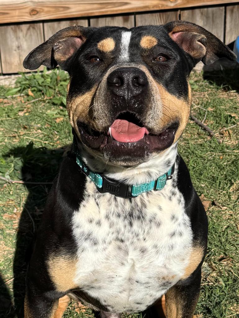 Enlarge Ranger, a Adoptable Pit Bull Terrier in Great Bend, KS image 6/6