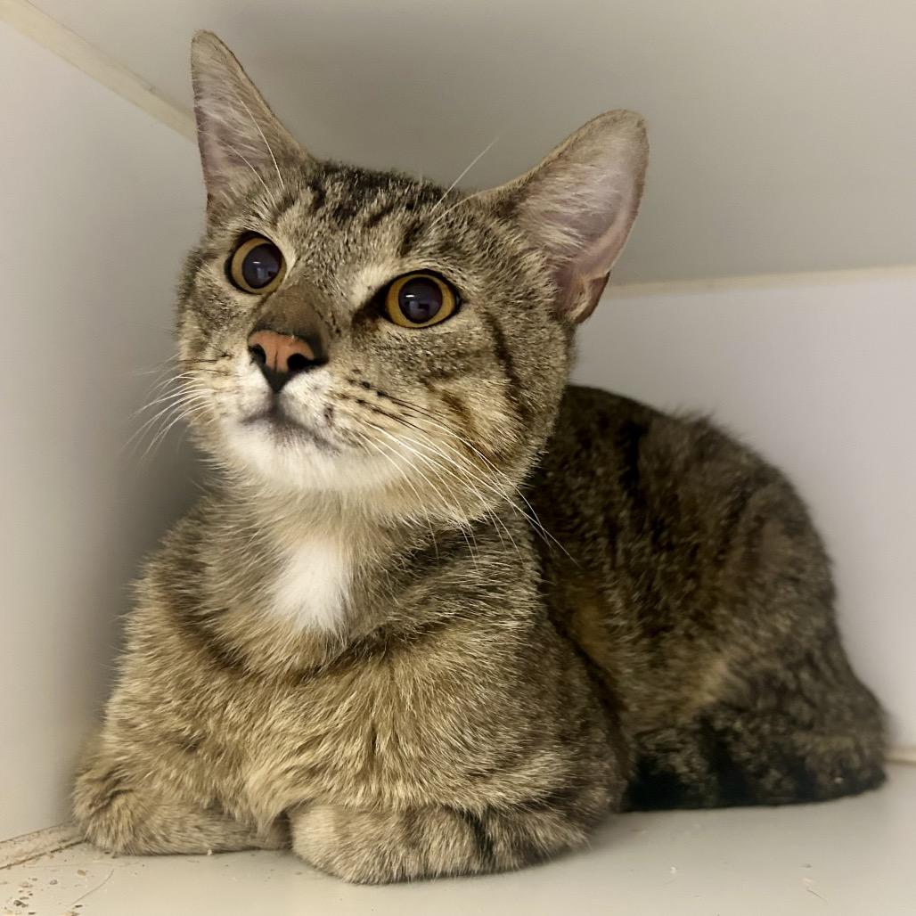 Joseph, Adoptable, Young Male Domestic Short Hair.