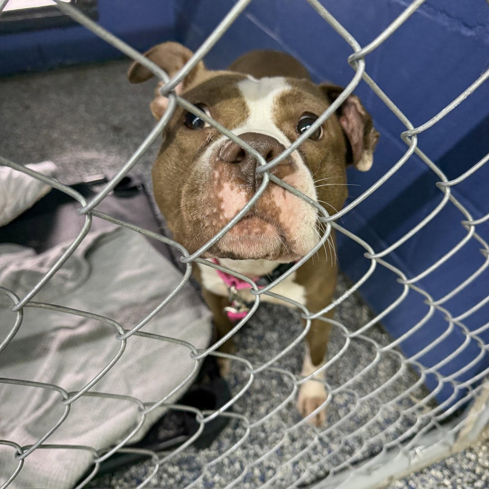 Enlarge Gabby, a Adoptable mixed breed in Lockport, NY image 1/3