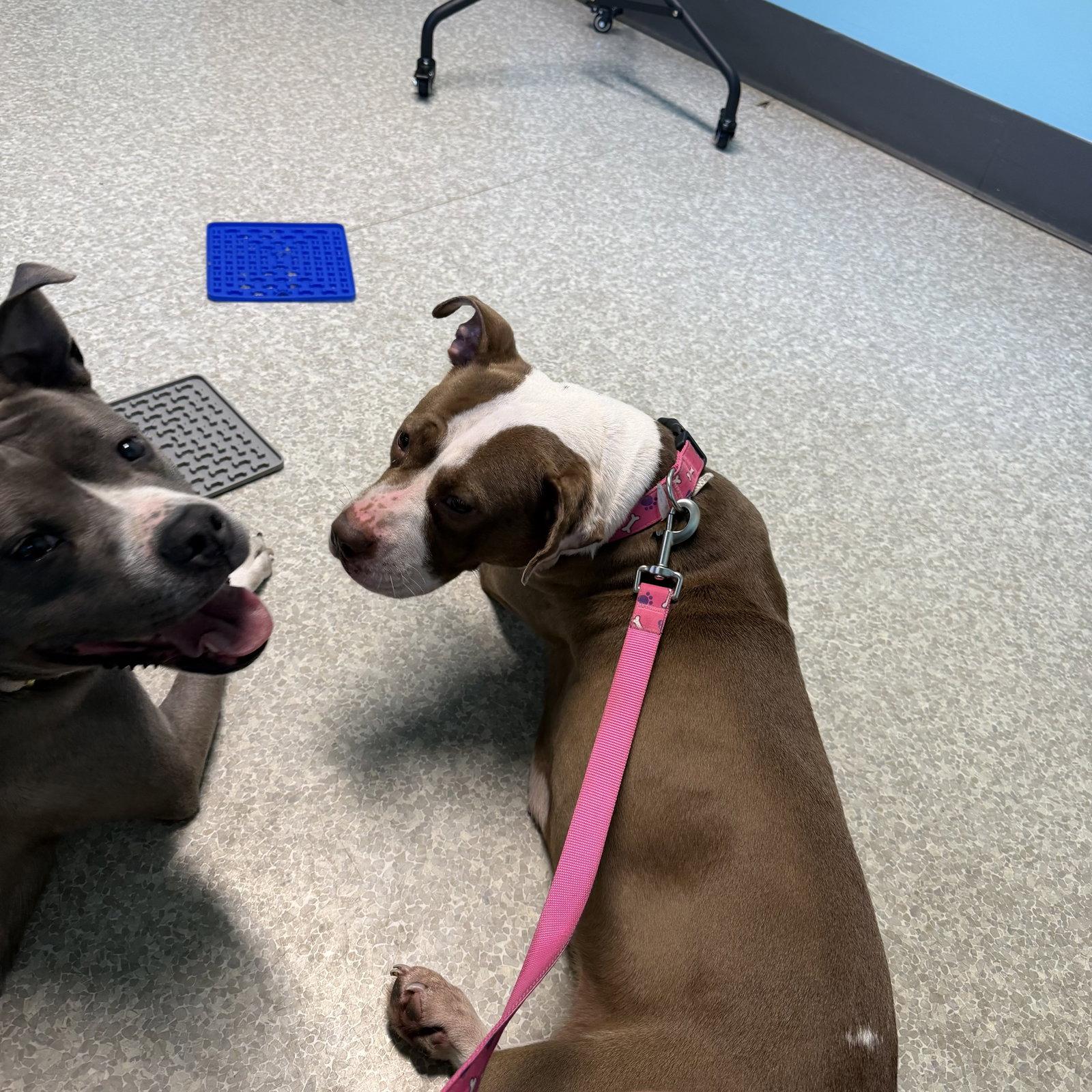 Enlarge Gabby, a Adoptable mixed breed in Lockport, NY image 2/3
