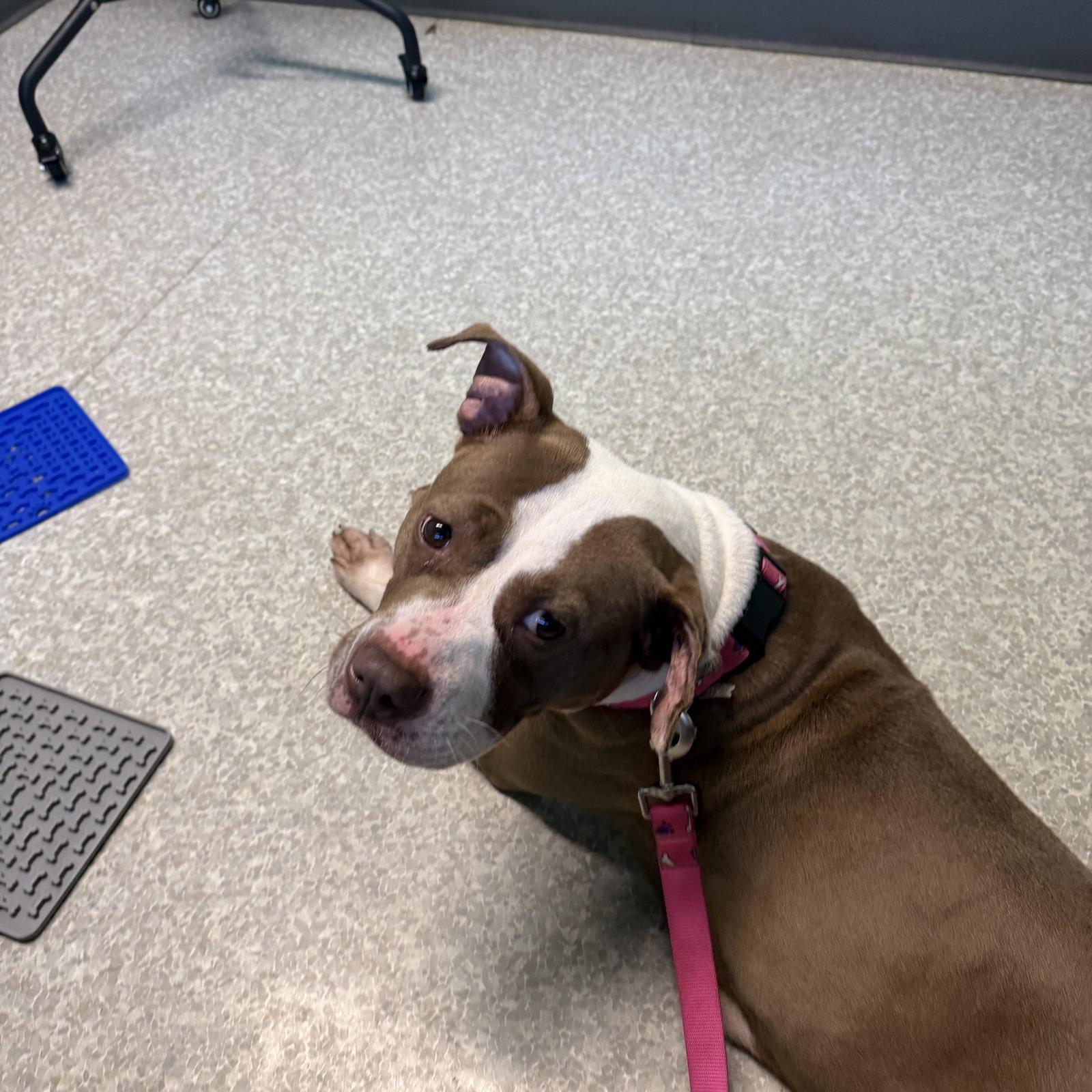 Enlarge Gabby, a Adoptable mixed breed in Lockport, NY image 3/3