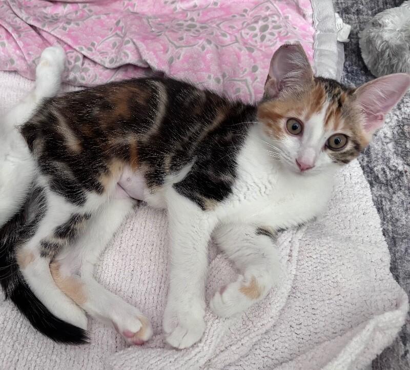 Enlarge Thelma (Sushi), a Adoptable Domestic Short Hair in Diamond Springs, CA image 1/1