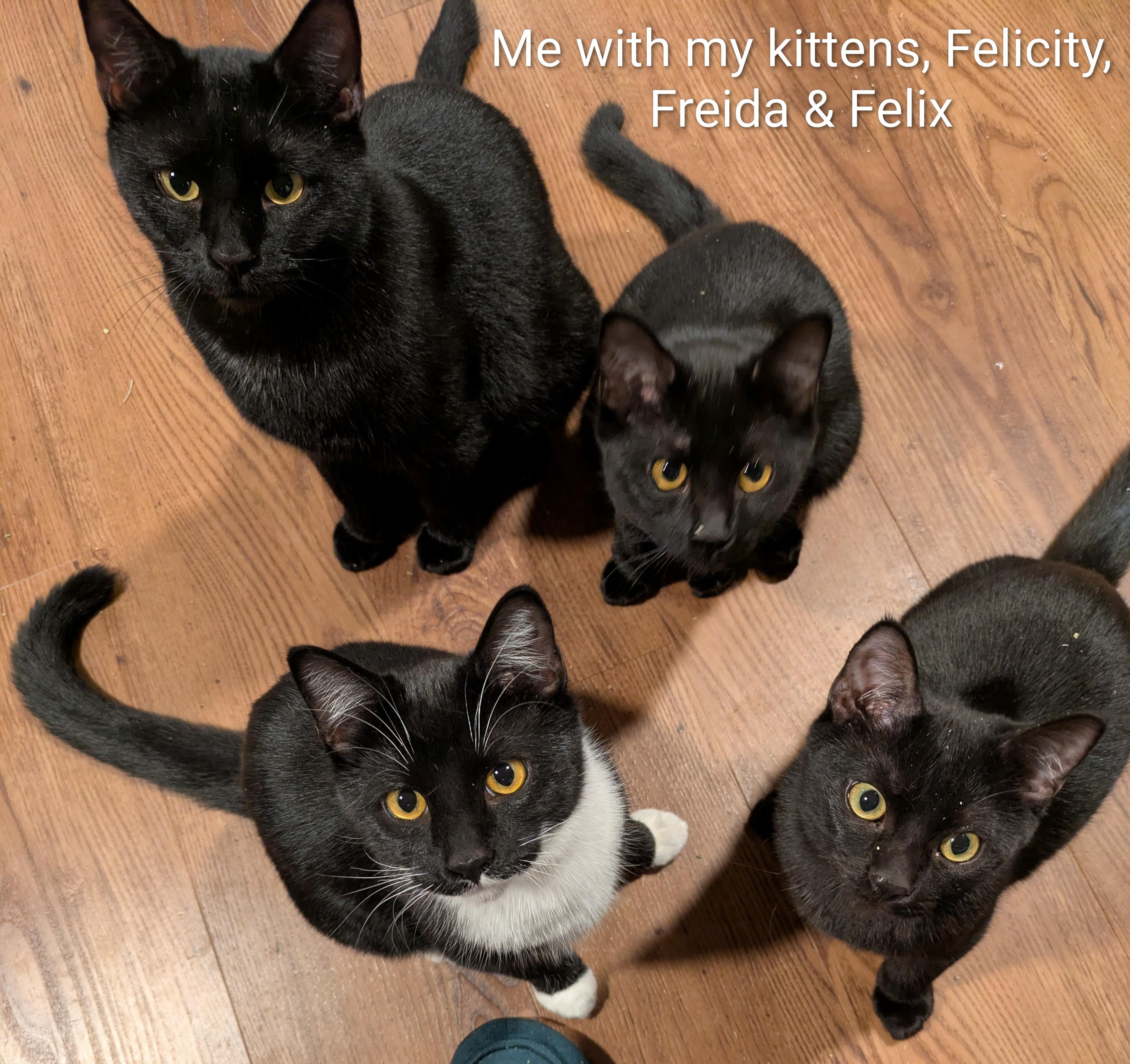 Lucy, a Adoptable mixed breed in West Richland, WA image 5/5