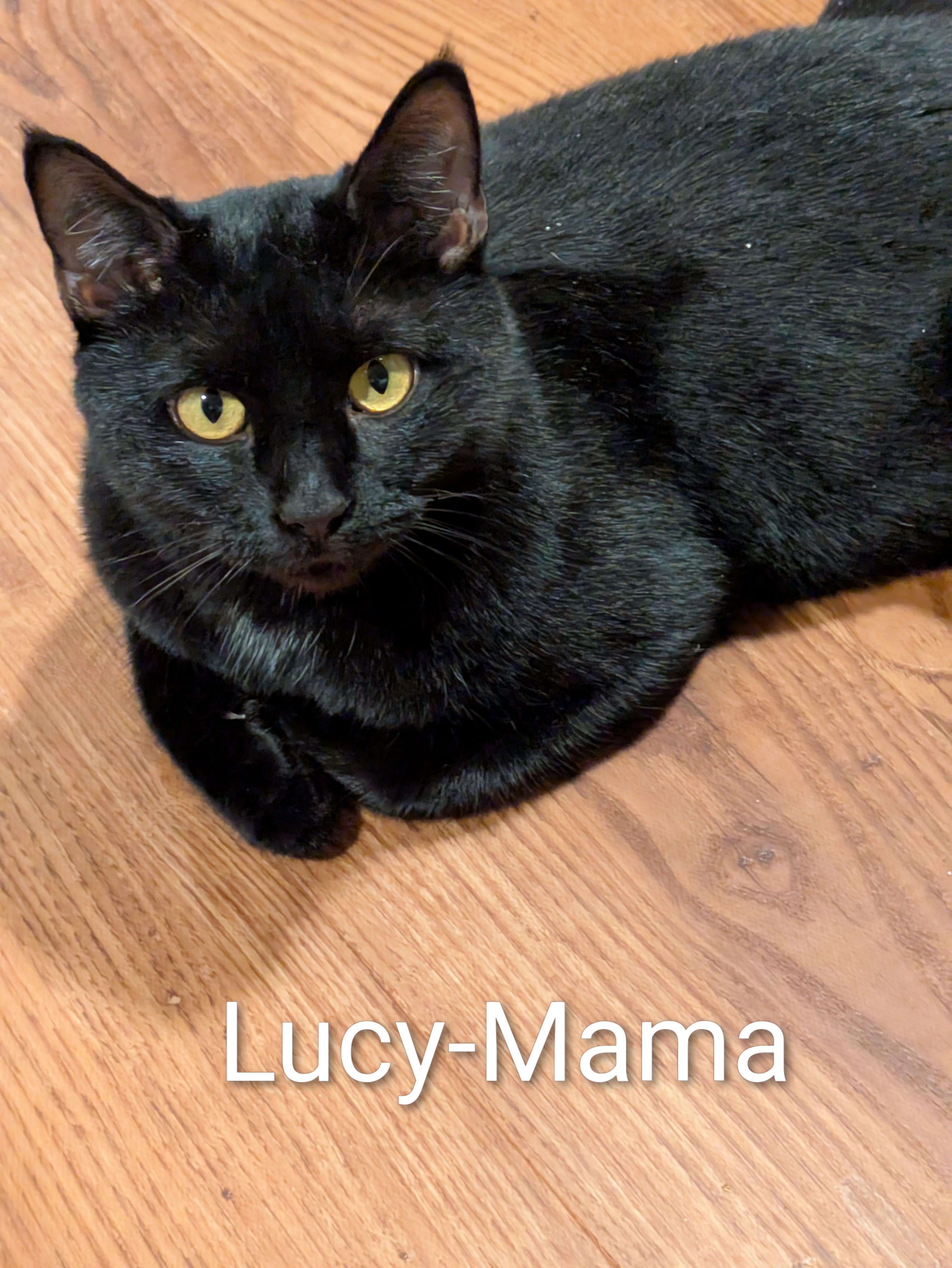 Lucy, Adoptable, Adult Female Domestic Short Hair.