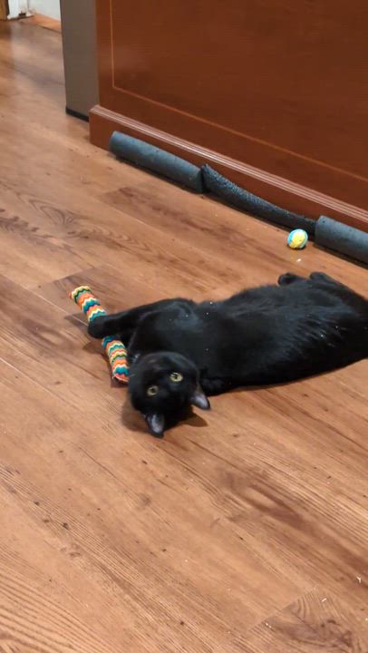 Enlarge Lucy, a Adoptable mixed breed in West Richland, WA video 4/5