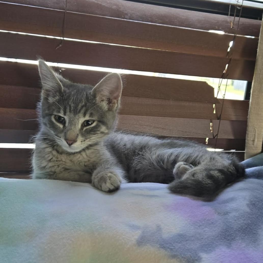 Macadamia, an adopted Domestic Short Hair in Stoughton, WI image 1/4