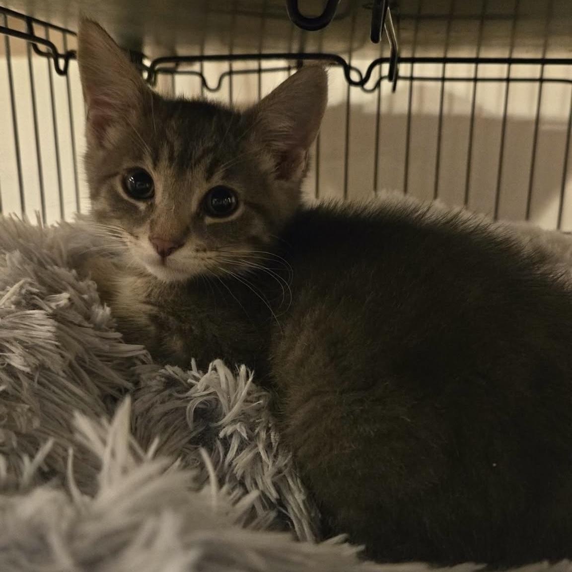 Macadamia, an adopted Domestic Short Hair in Stoughton, WI image 4/4