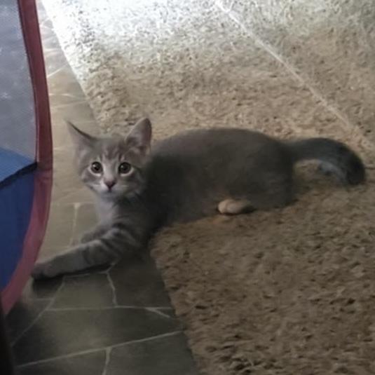 Macadamia, an adopted Domestic Short Hair in Stoughton, WI image 2/4
