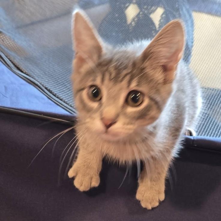 Macadamia, an adopted Domestic Short Hair in Stoughton, WI image 3/4