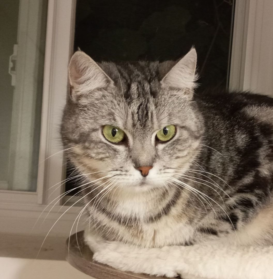 Frosia, a Adopted mixed breed in North York, ON image 1/5