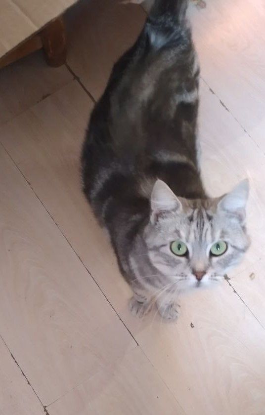 Frosia, a Adopted mixed breed in North York, ON image 2/5