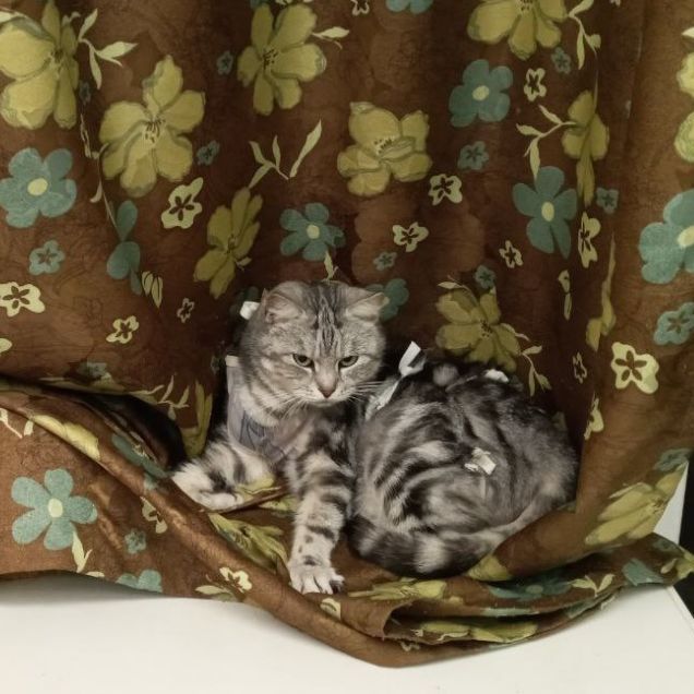 Frosia, a Adopted mixed breed in North York, ON image 3/5