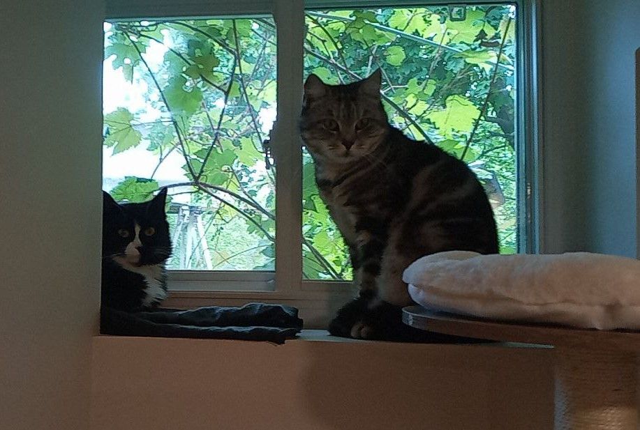 Frosia, a Adopted mixed breed in North York, ON image 4/5