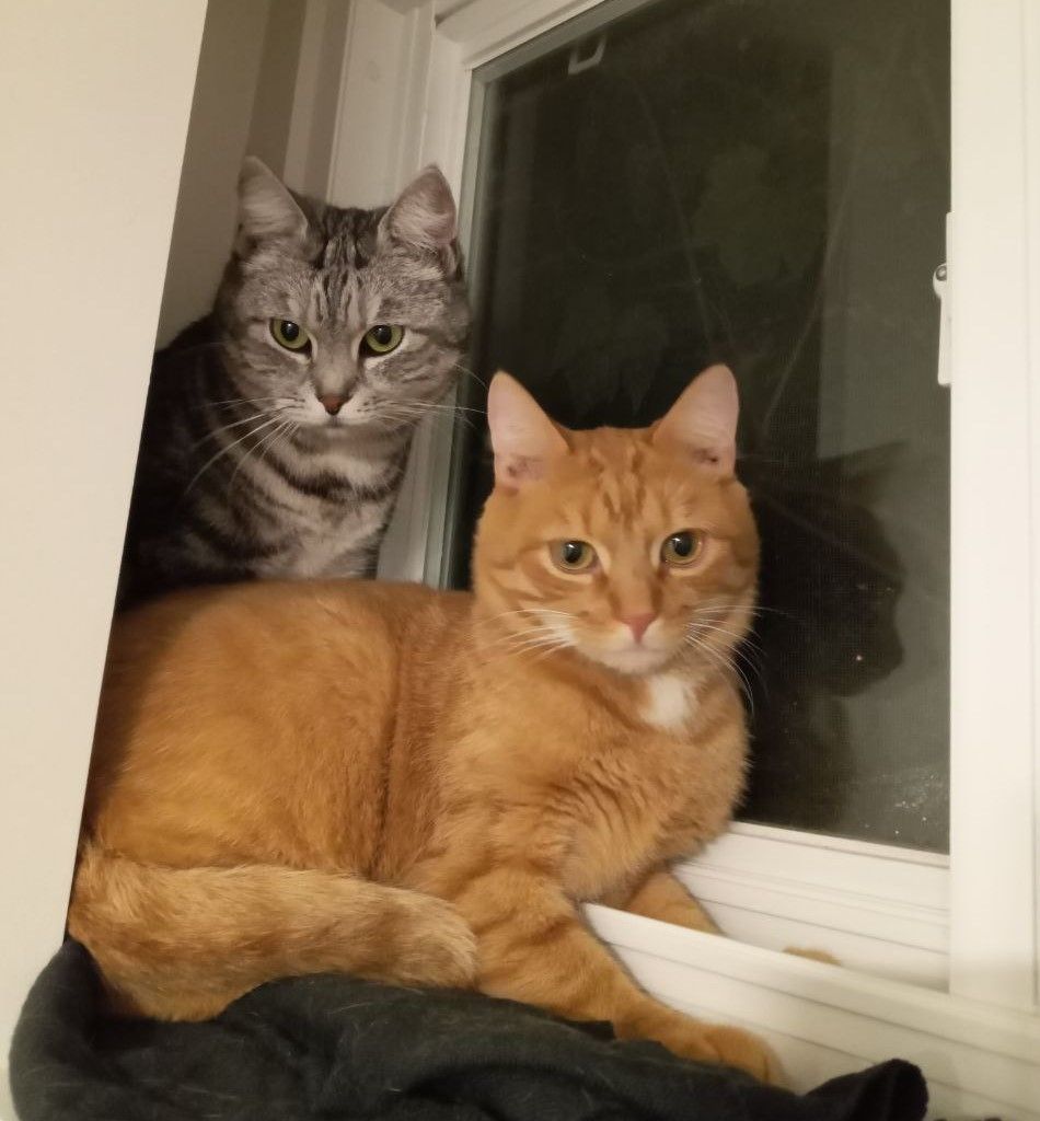 Frosia, a Adopted mixed breed in North York, ON image 5/5