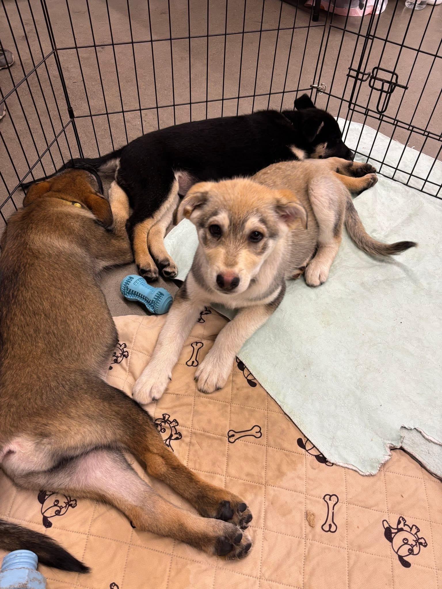 Brooks, an adoptable Husky in Brainerd, MN, 56401 | Photo Image 1