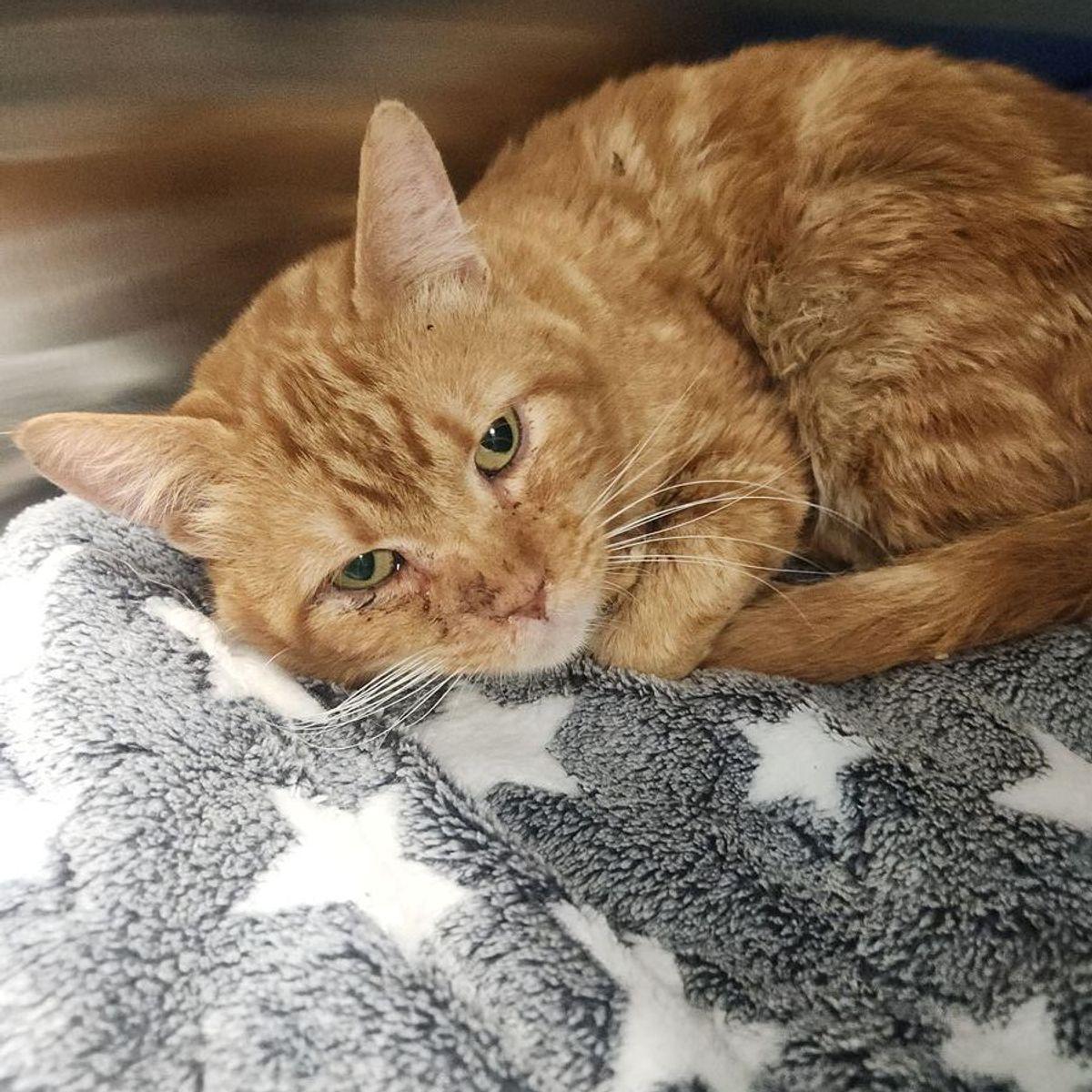 Peanut, Adoptable, Adult Male Domestic Short Hair.