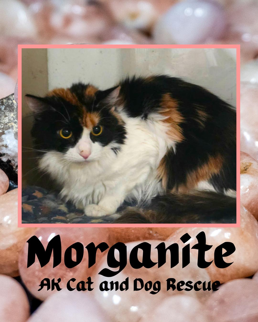 Morganite, Adoptable, Adult Female Domestic Long Hair.