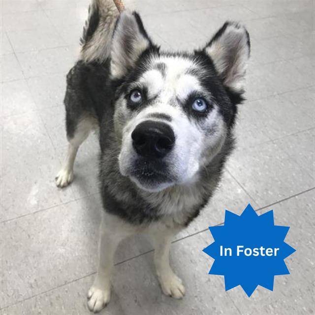 Enlarge COCO, a Adoptable Siberian Husky in Indianapolis, IN image 1/1