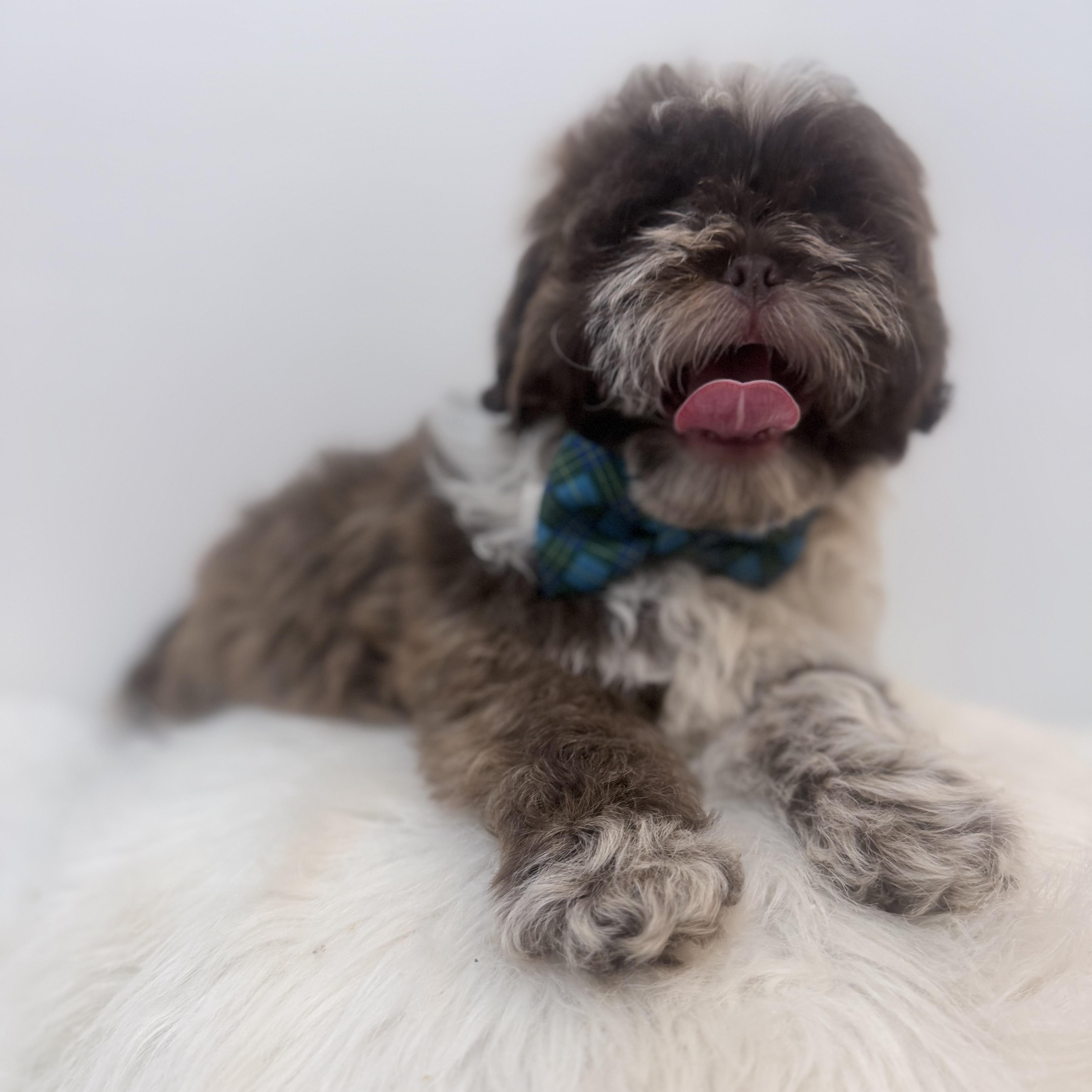 Enlarge Rocky road, a Adoptable Shih poo in Wrightstown, NJ image 2/6
