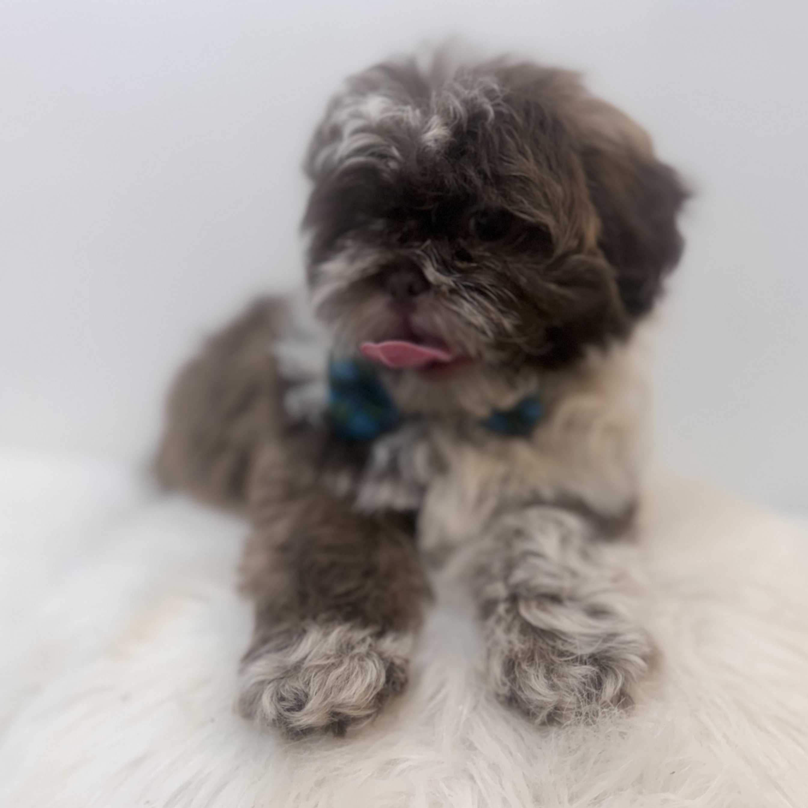 Enlarge Rocky road, a Adoptable Shih poo in Wrightstown, NJ image 6/6