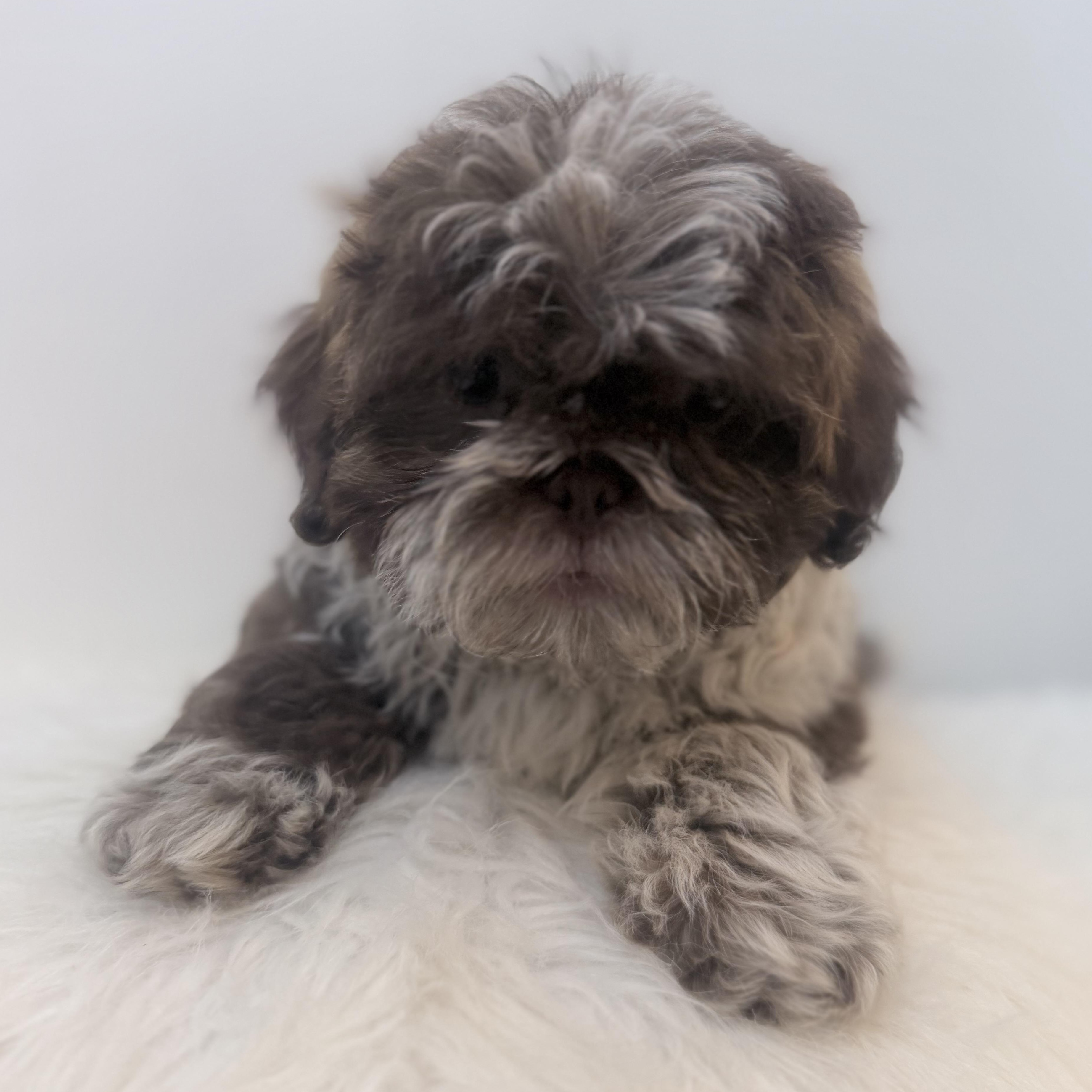 Enlarge Rocky road, a Adoptable Shih poo in Wrightstown, NJ image 1/6