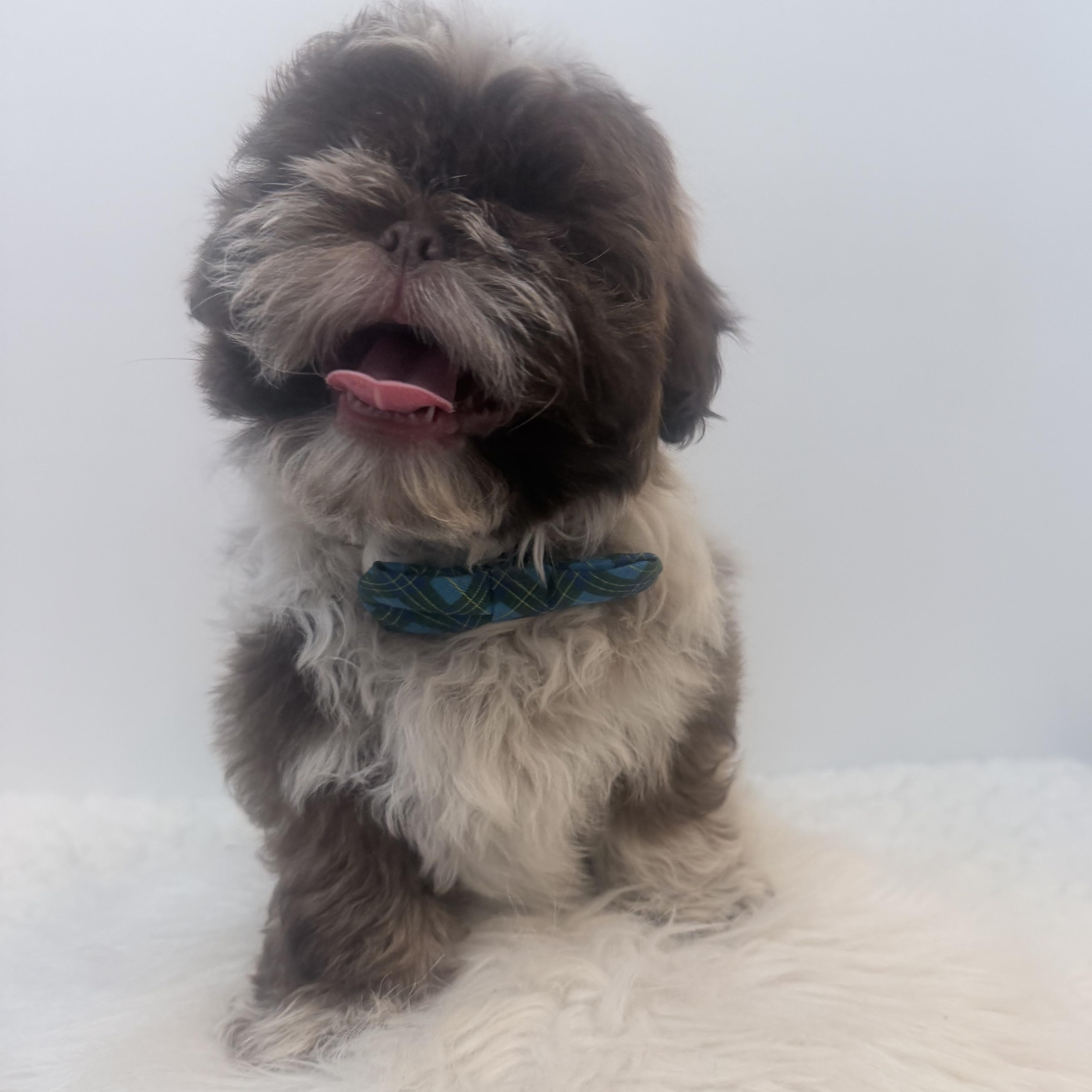 Enlarge Rocky road, a Adoptable Shih poo in Wrightstown, NJ image 4/6