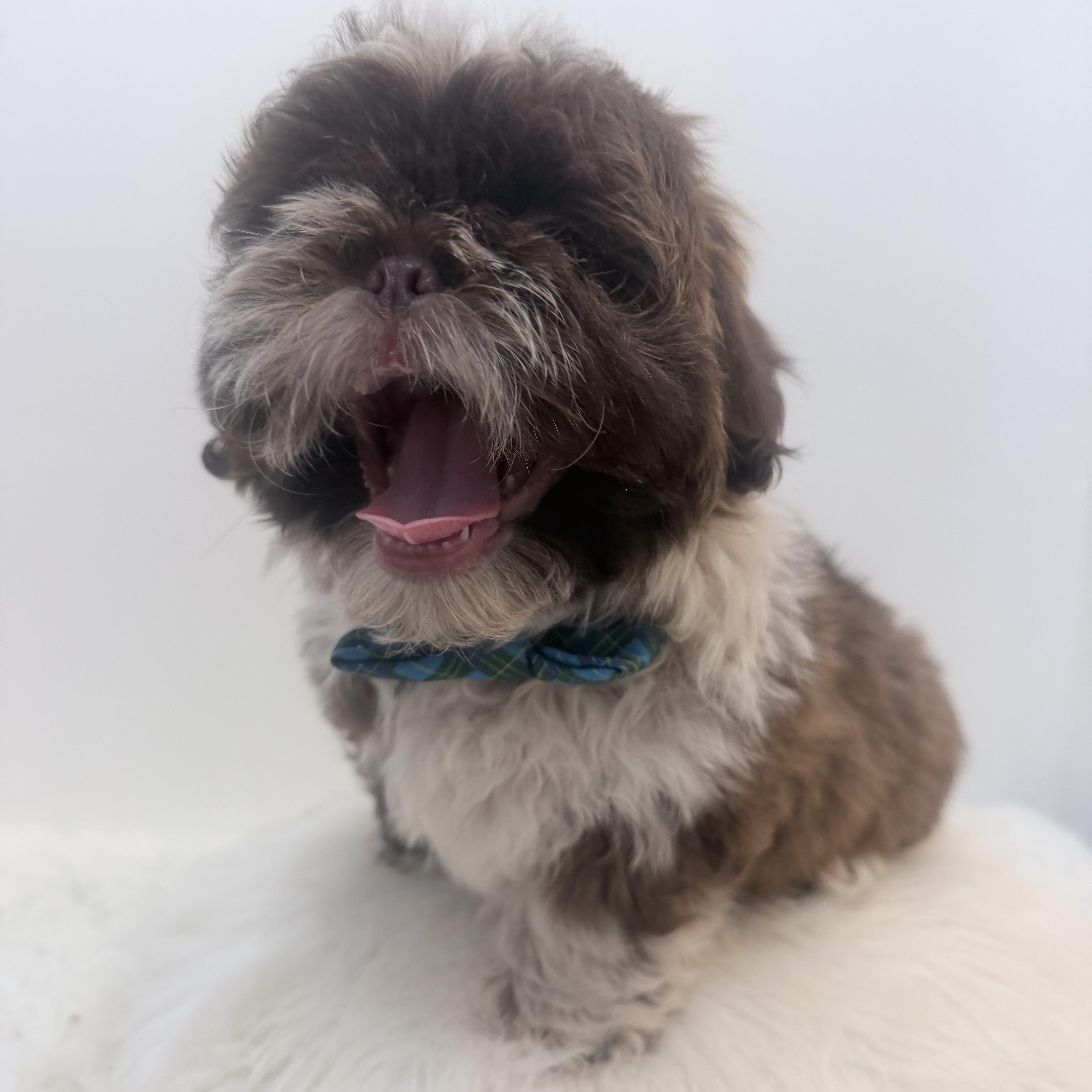 Enlarge Rocky road, a Adoptable Shih poo in Wrightstown, NJ image 5/6