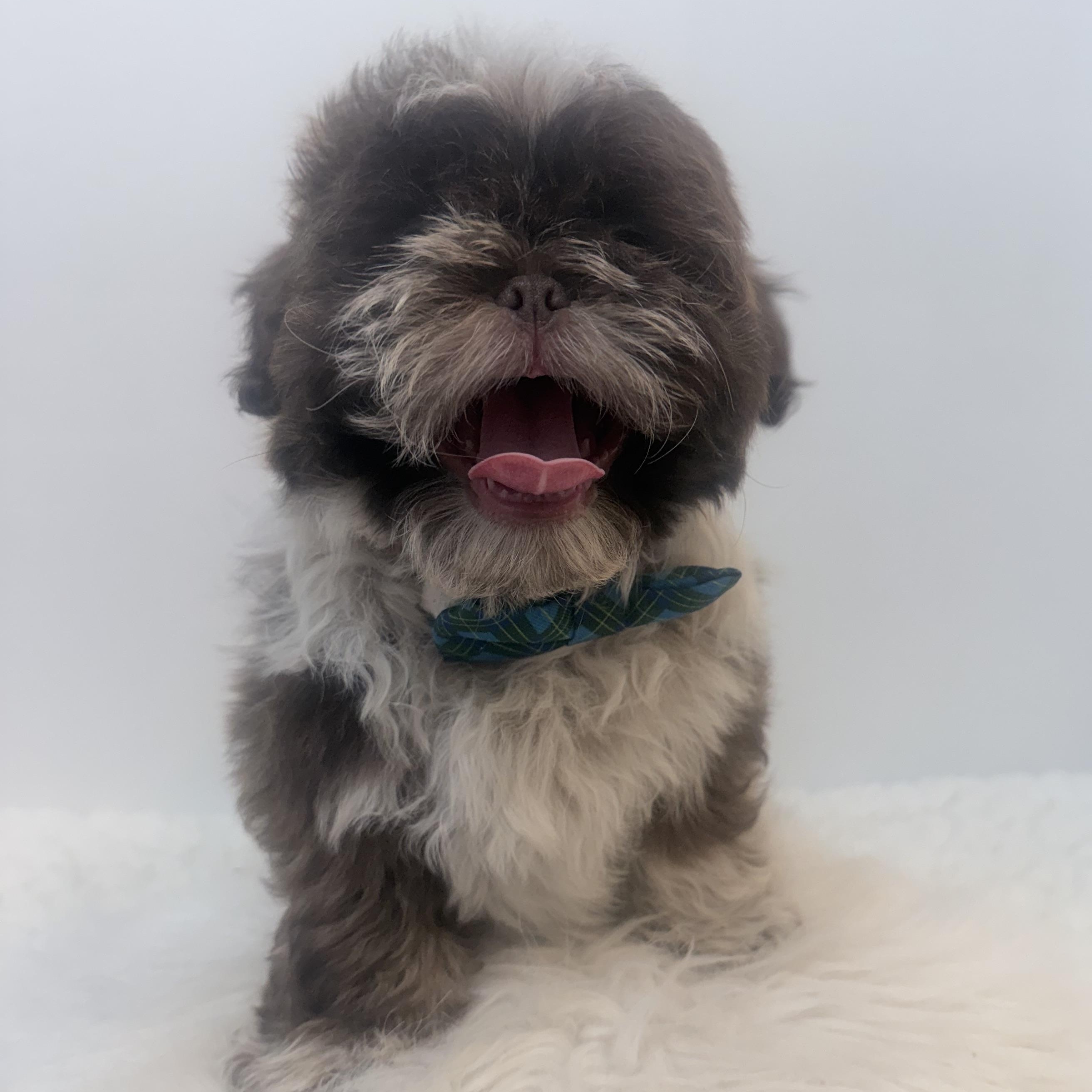 Enlarge Rocky road, a Adoptable Shih poo in Wrightstown, NJ image 3/6