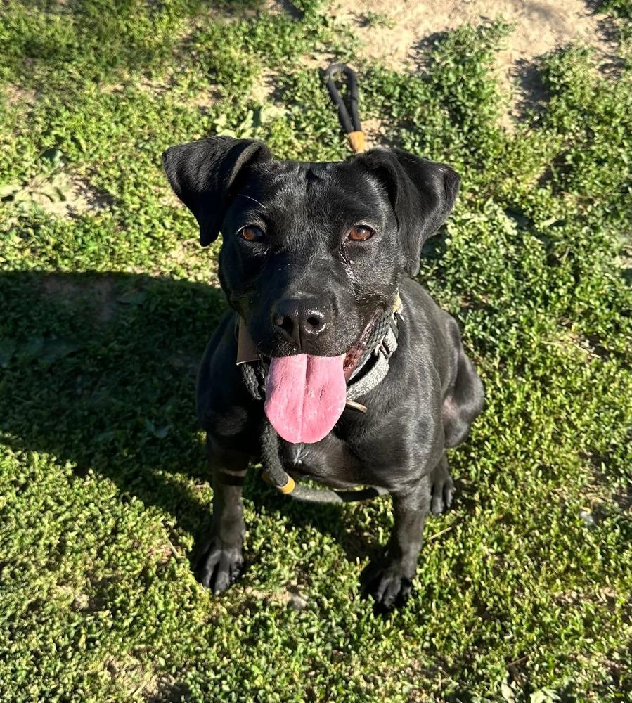 Holly, a Adoptable mixed breed in Evansville, IN image 1/6