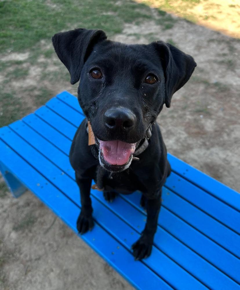 Holly, a Adoptable mixed breed in Evansville, IN image 2/6