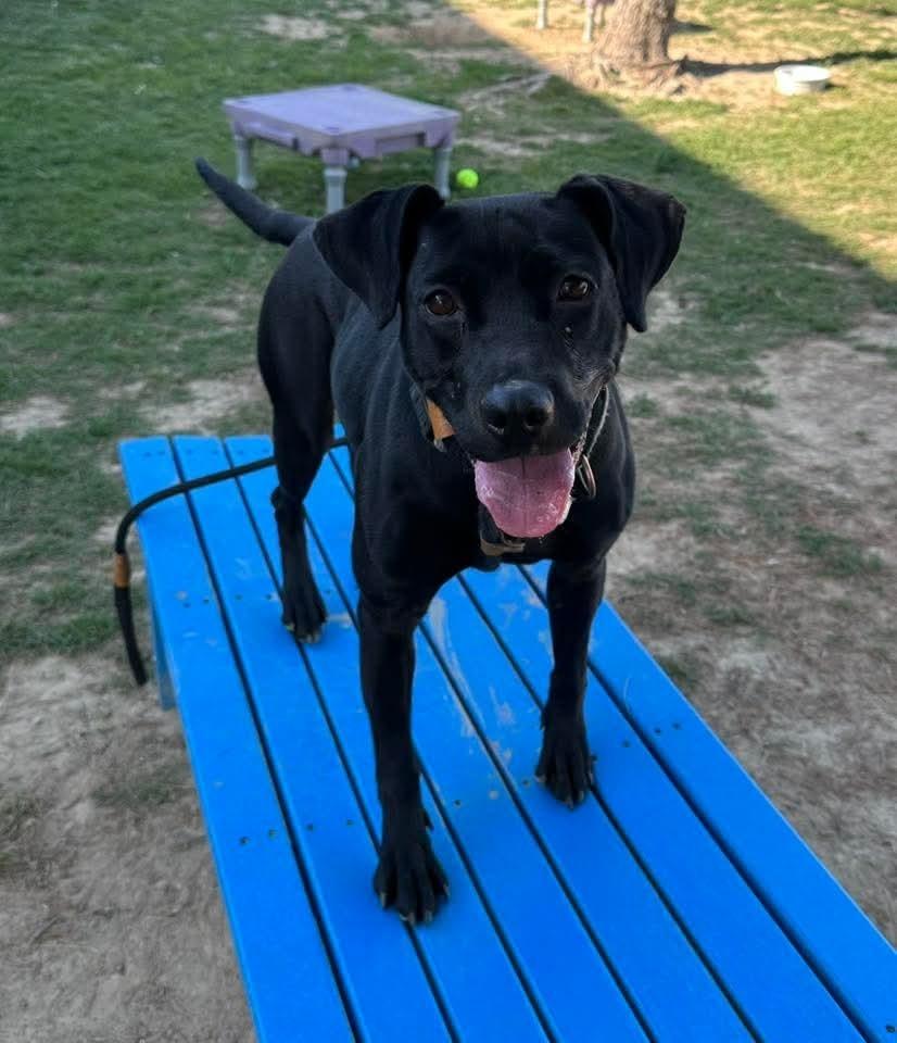 Holly, a Adoptable mixed breed in Evansville, IN image 3/6