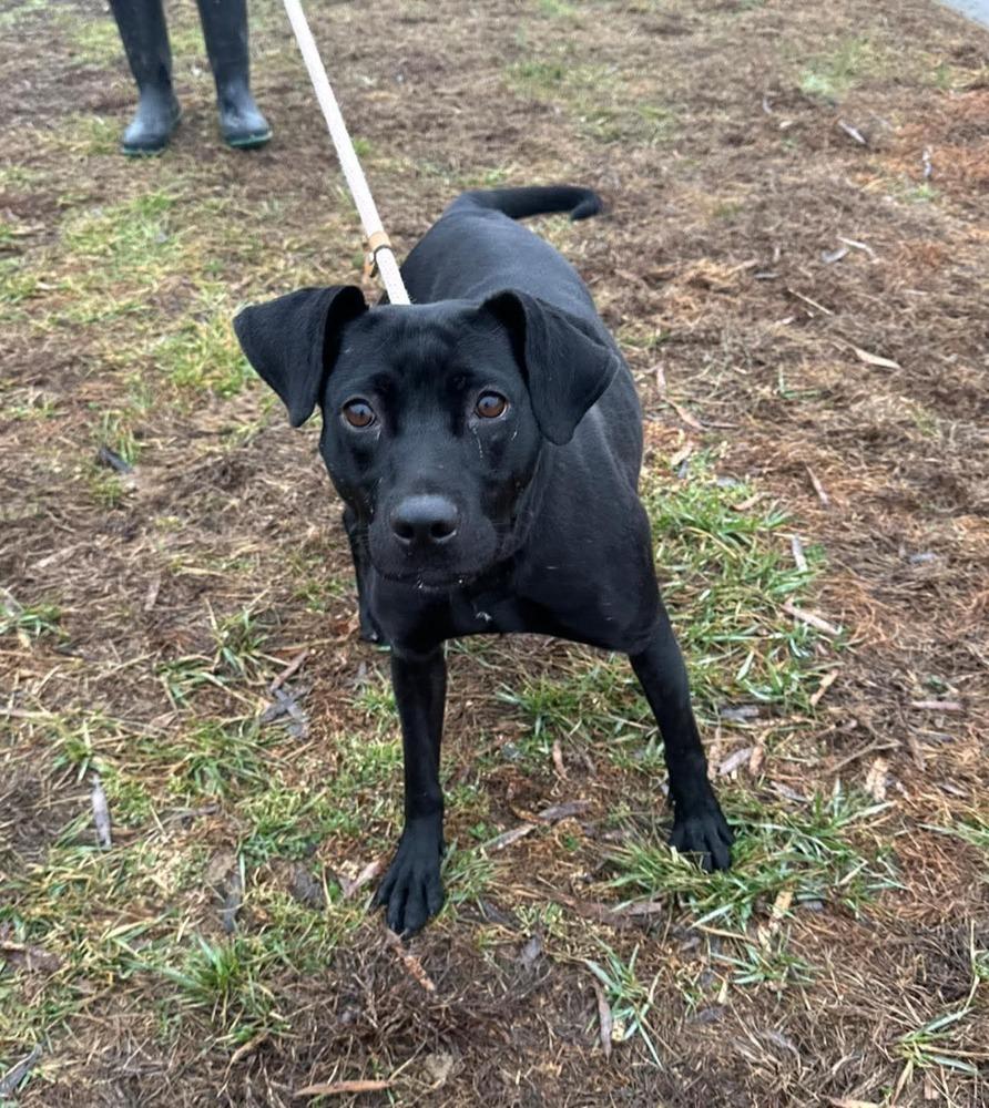 Holly, a Adoptable mixed breed in Evansville, IN image 4/6