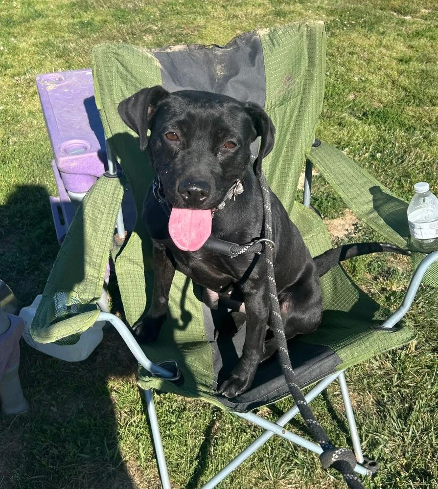 Holly, a Adoptable mixed breed in Evansville, IN image 5/6