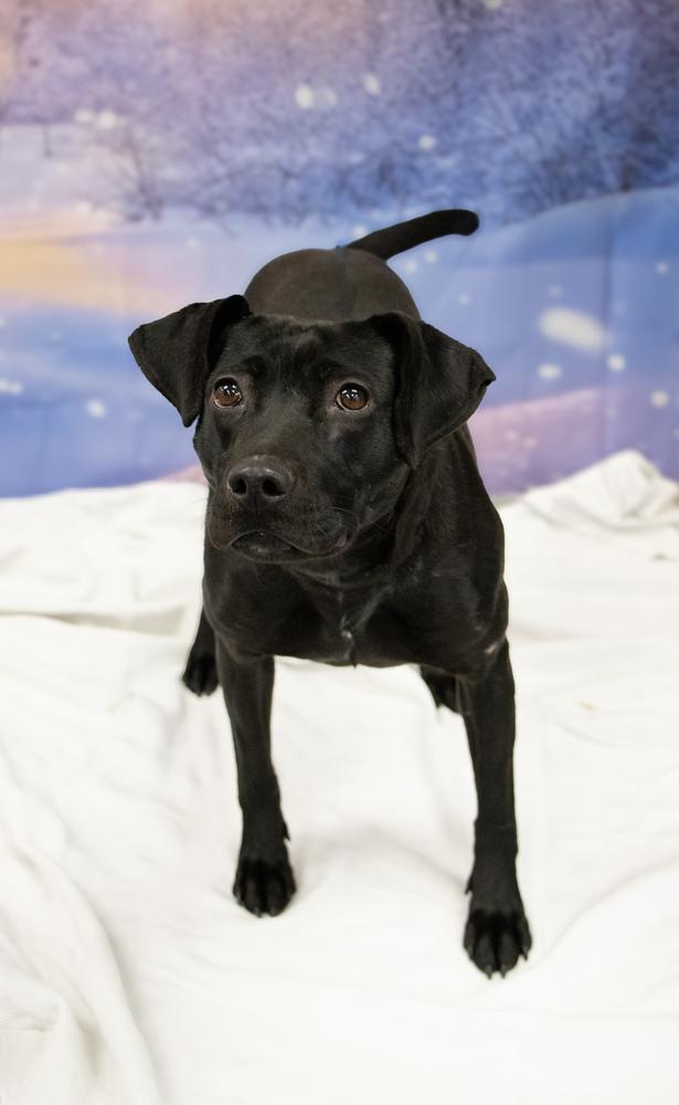 Holly, a Adoptable mixed breed in Evansville, IN image 6/6