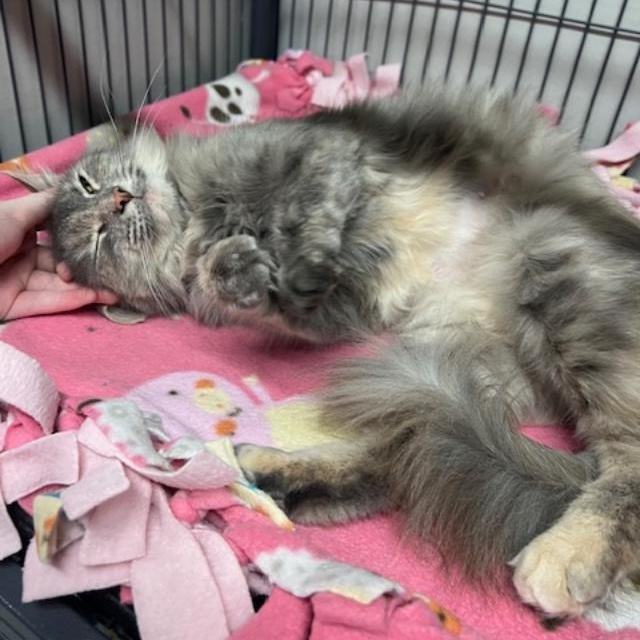 Tanya, an adopted Domestic Long Hair in Kankakee, IL image 3/4