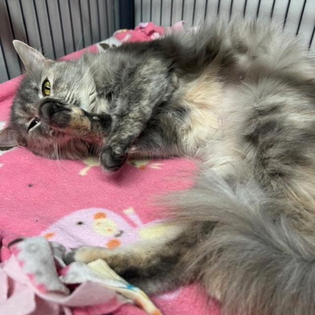 Tanya, an adopted Domestic Long Hair in Kankakee, IL image 4/4