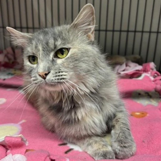 Tanya, an adopted Domestic Long Hair in Kankakee, IL image 1/4