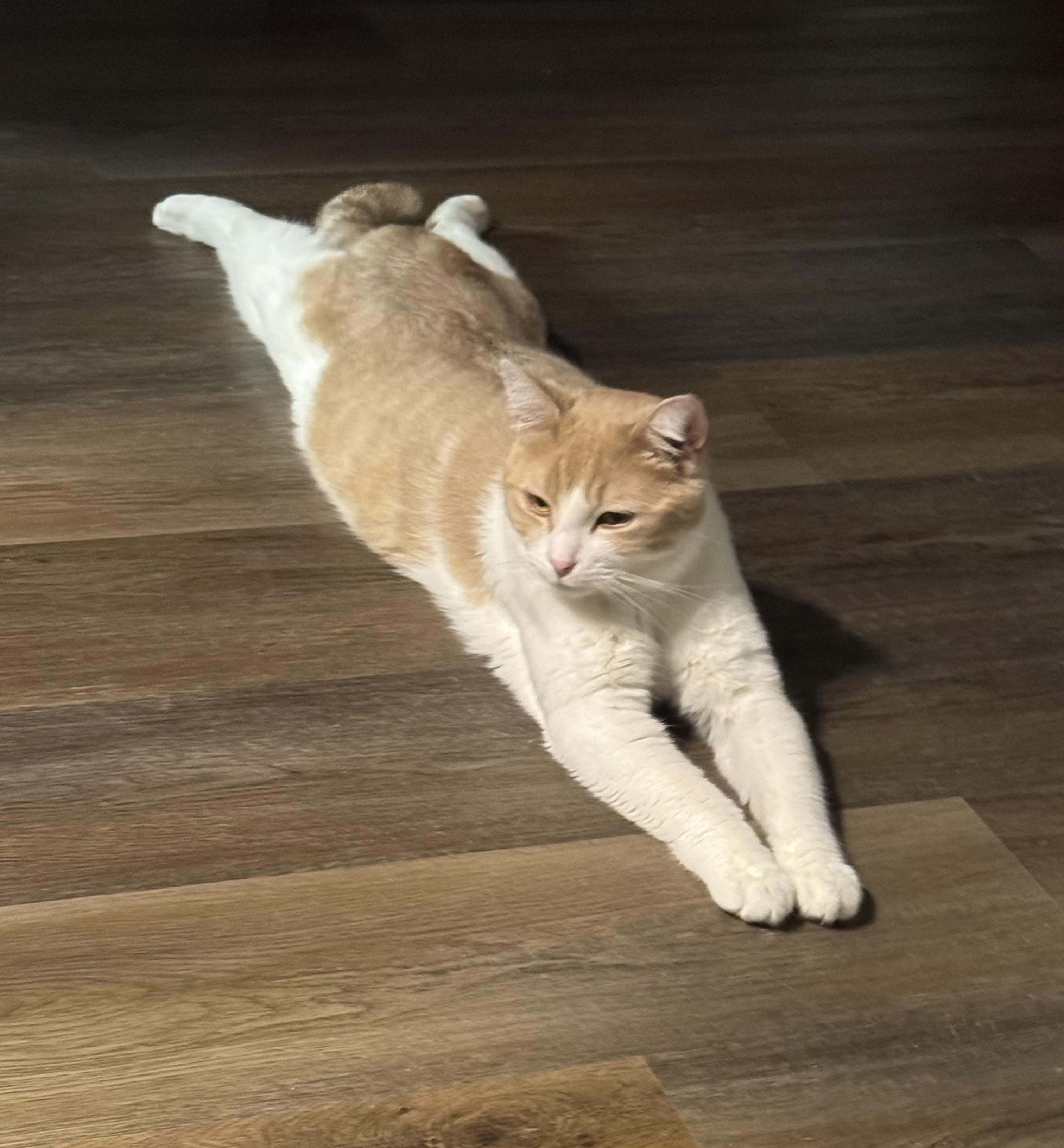 Rex, adopted, Young Male Domestic Short Hair.