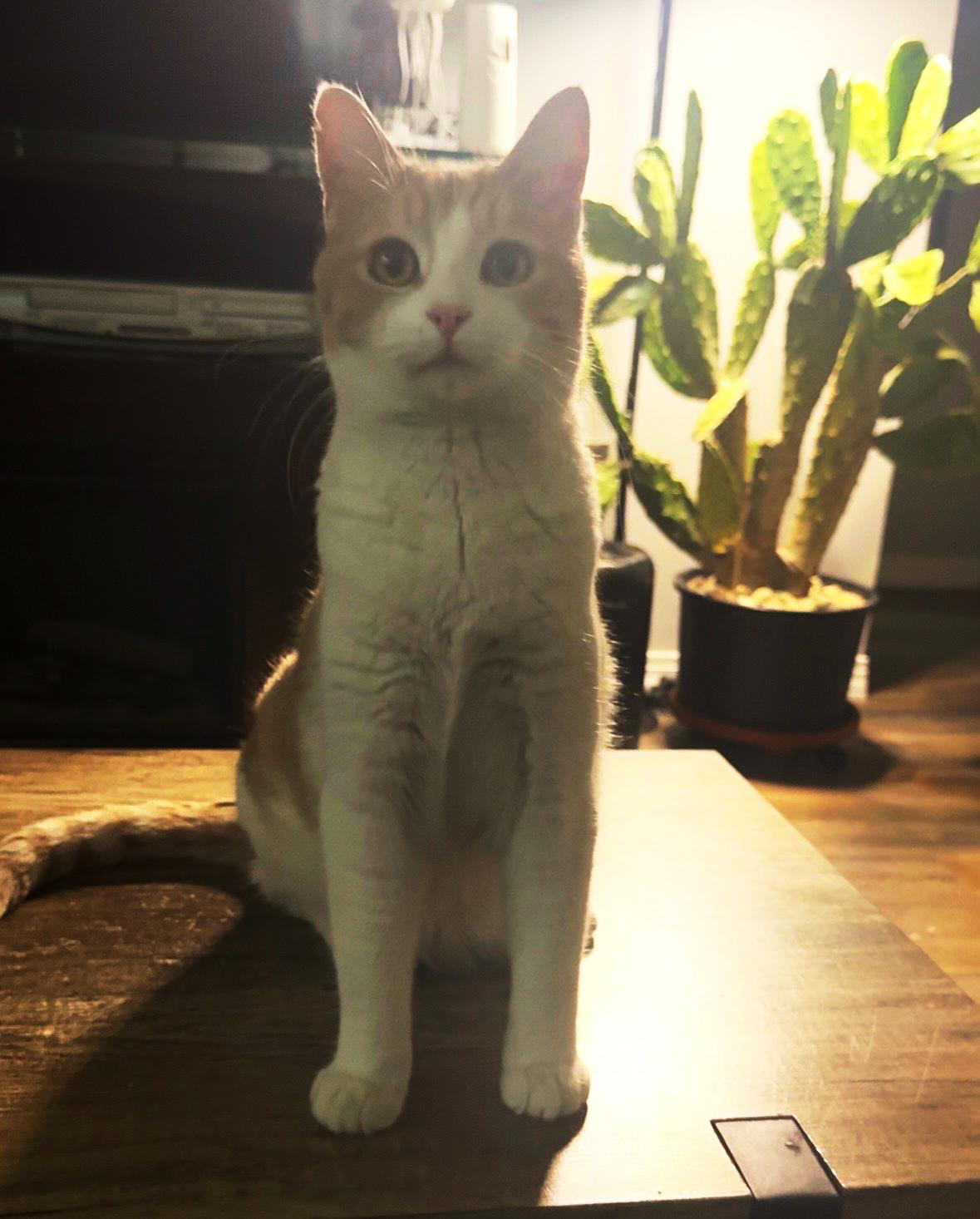 Enlarge Rex, an adopted Domestic Short Hair in Coon Rapids, MN image 2/3