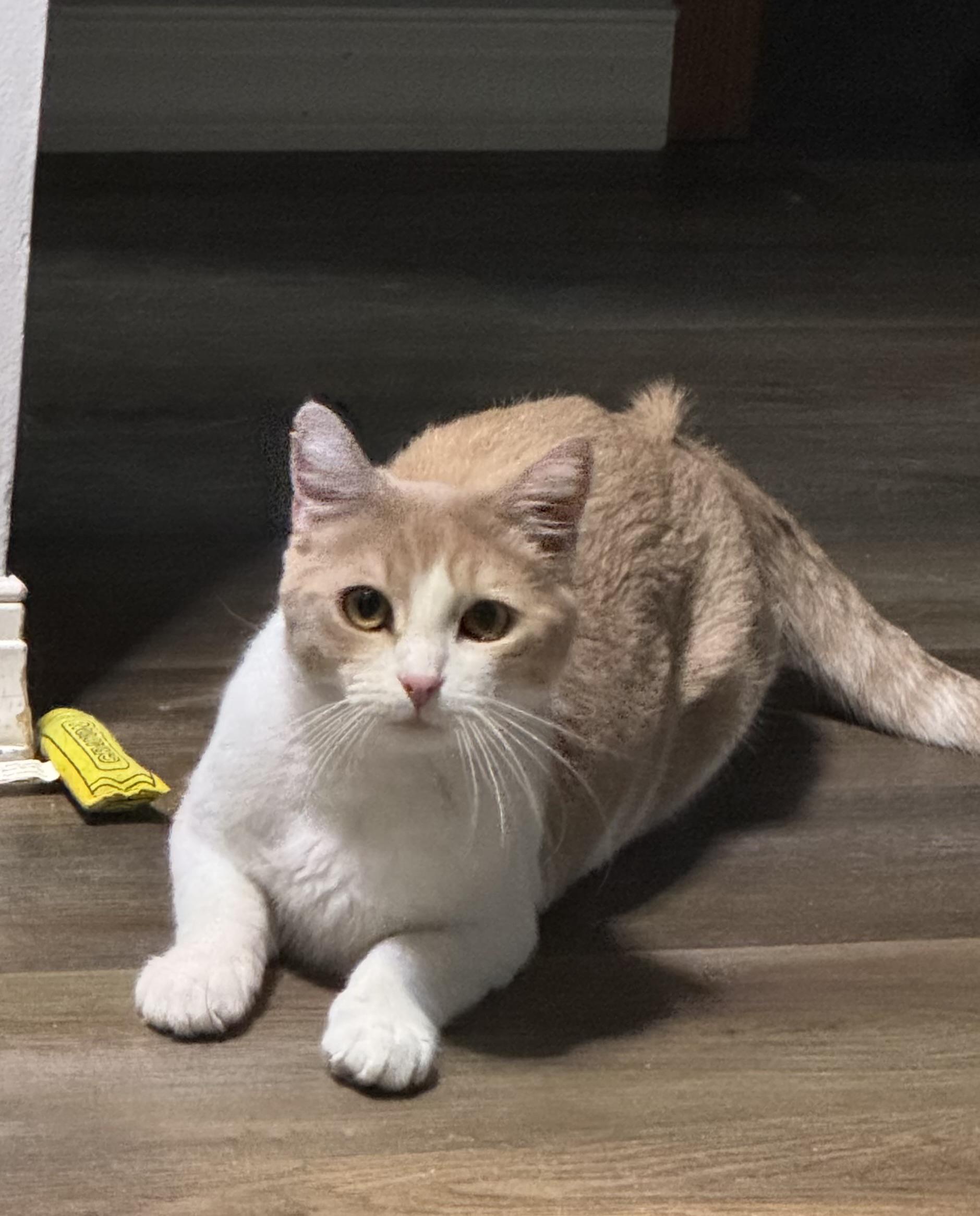 Enlarge Rex, an adopted Domestic Short Hair in Coon Rapids, MN image 3/3