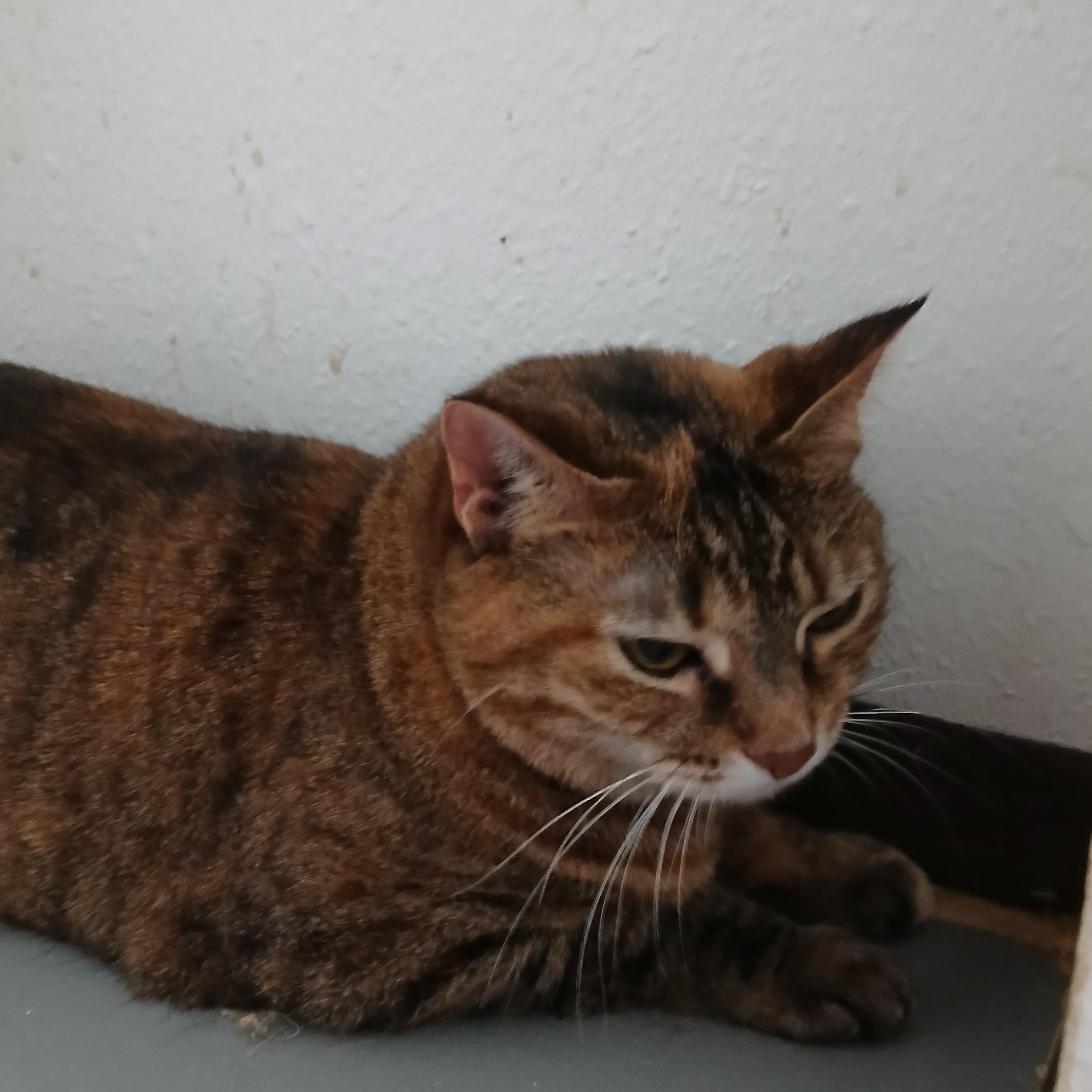 Betty, ADOPTABLE, Adult Female American Shorthair.