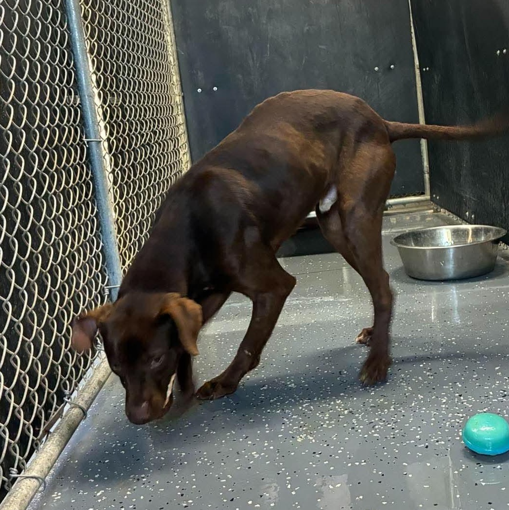 Enlarge Slim, a Adoptable mixed breed in Petersburg, IL image 6/6