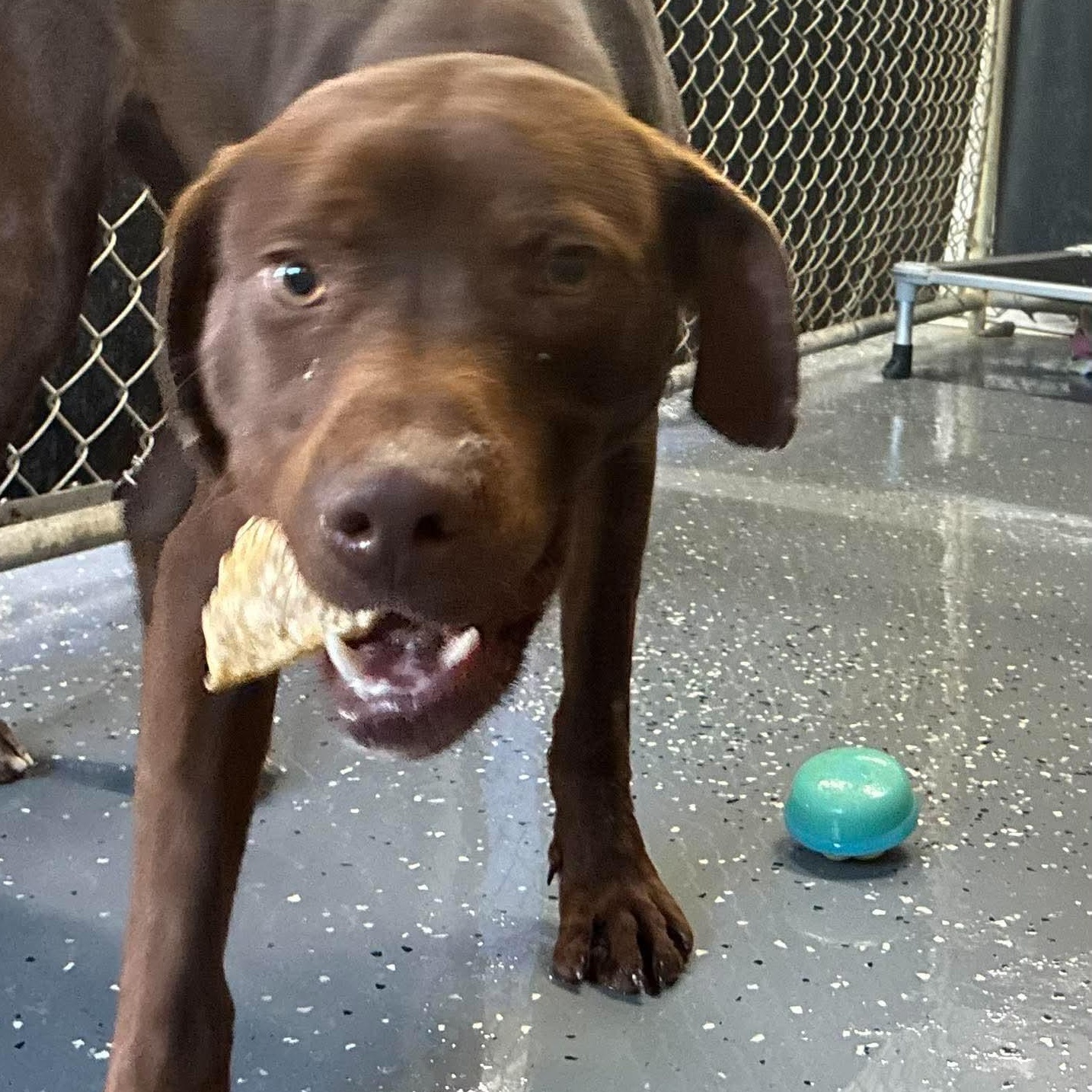 Enlarge Slim, a Adoptable mixed breed in Petersburg, IL image 5/6
