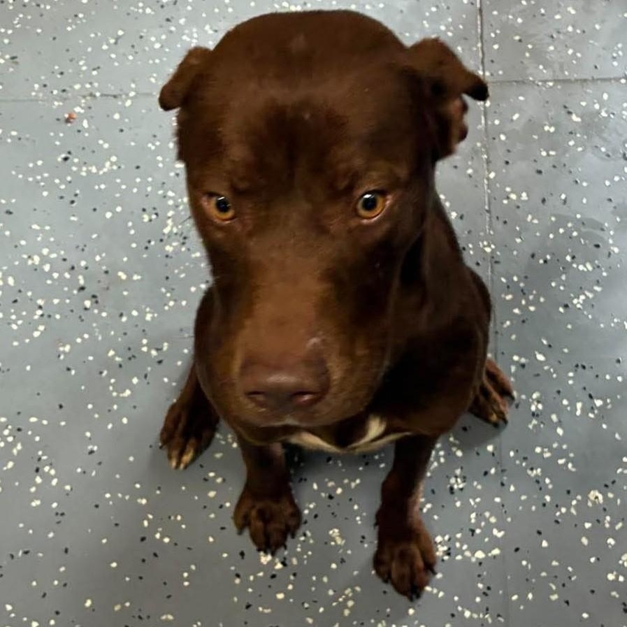 Enlarge Slim, a Adoptable mixed breed in Petersburg, IL image 2/6