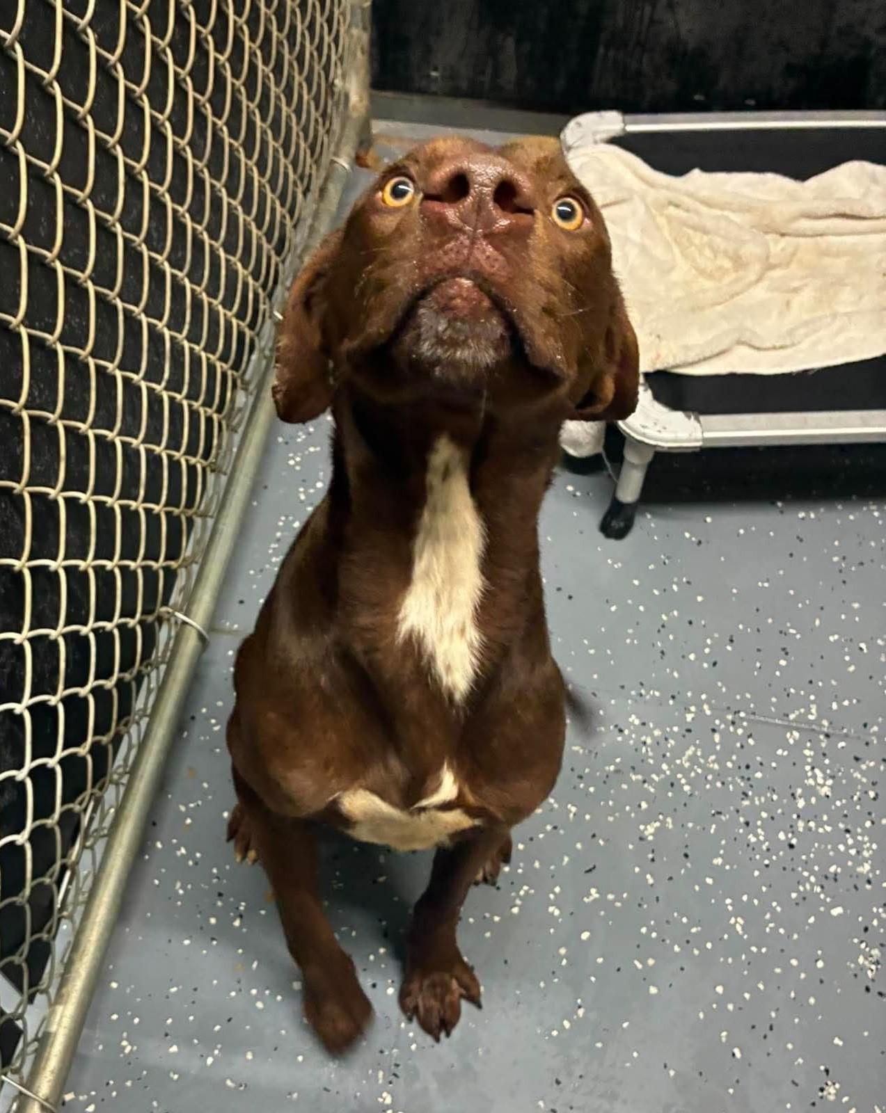Enlarge Slim, a Adoptable mixed breed in Petersburg, IL image 3/6