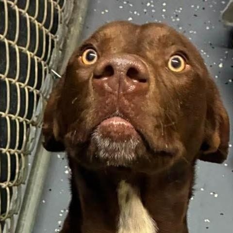 Slim, Adoptable, Young Male Chocolate Labrador Retriever.