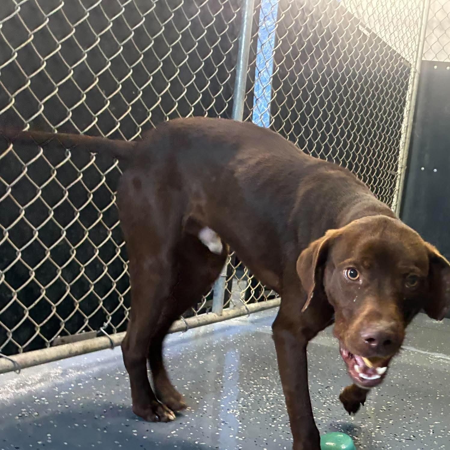 Enlarge Slim, a Adoptable mixed breed in Petersburg, IL image 4/6