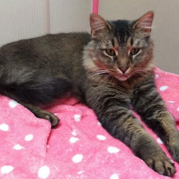 Pistol, Adoptable, Senior Male Domestic Short Hair.